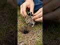 Field Mouse Burrow POV 🐭 | Real LED Underground Nest Footage #shorts #shortsfeed #trending