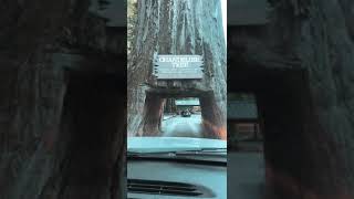 Girls are driving through a hole in a redwood tree and scrape their car.