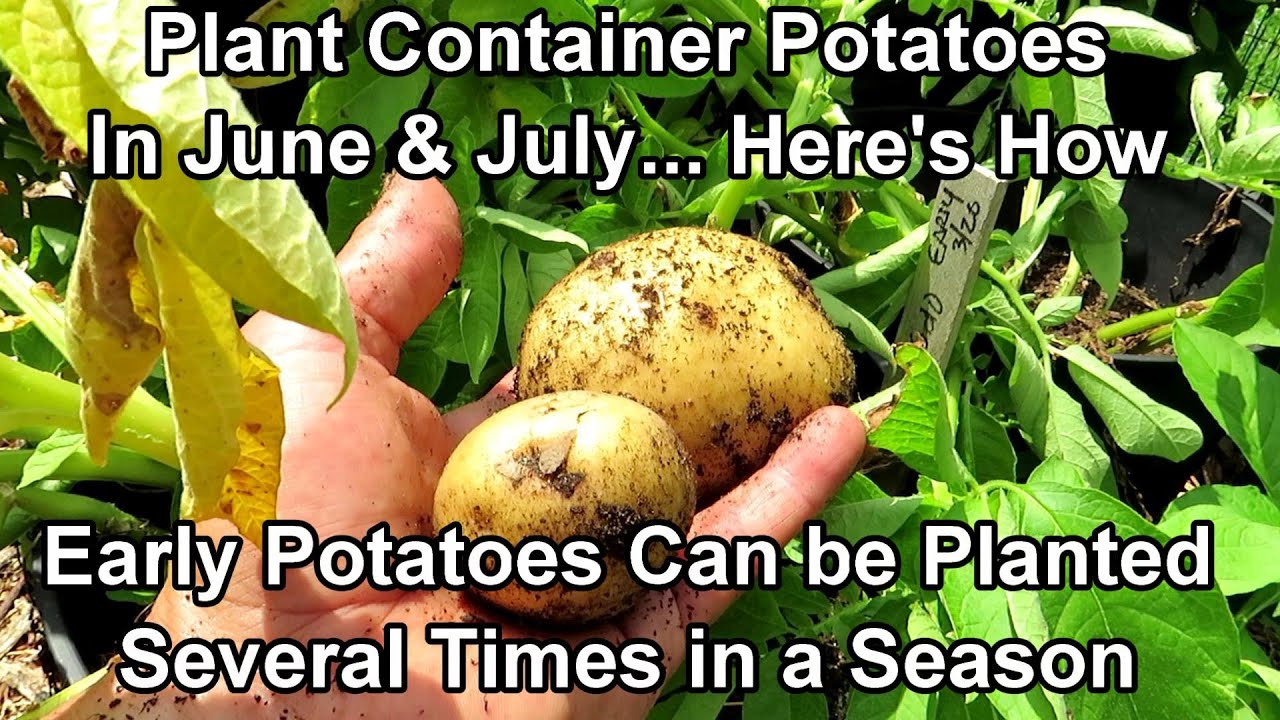 All the Steps for Planting Potatoes in Containers... in the Summer! - I Plant Them 3x's a Year