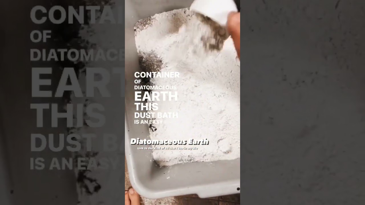 How To Make A Dust Bath For Chickens