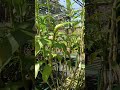 Mulai mekar ° Rumpun rimbun Dendrobium TG 3Lips x strepsiceras ° 0813 2506 4060