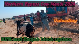 Cow Mandi 2024 KPK Block Me 20 Trucks unload | Northern Bypass Mandi Latest update | Life Of Karachi