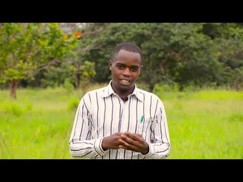 Video: Jinsi Ya Kupanda Mazao Mazuri Ya Courgettes