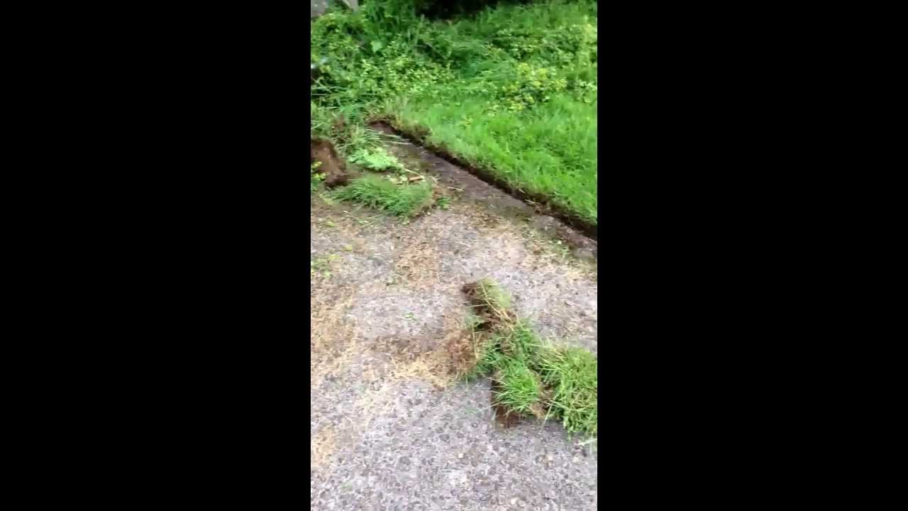 How to Edge Lawn . Landscape & Lawn services Mill creek wa, 98012