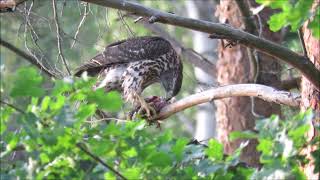 Goshawk eating Sparrowhawk
