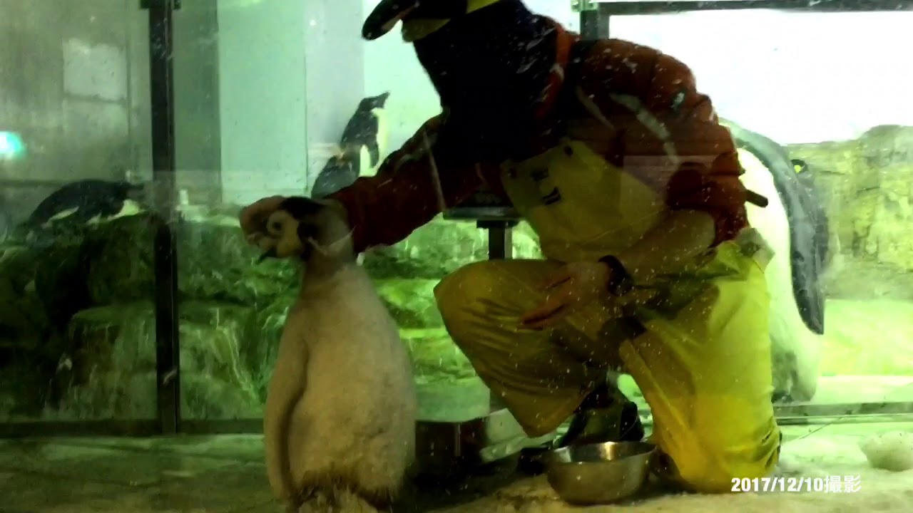 エンペラーペンギンの赤ちゃん 食事タイム