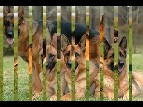 كلاب بارجي ألماني 