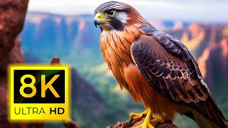 8K BIRDS ( 60 pfs )   Top Beautiful Birds in The World in 8K ULTRA HD and Relaxing nature music