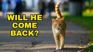 7 reasons why cats run away from home.  You'll be surprised!