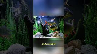 Giant Fish Tanks: Silver Dollars, Bala Sharks & More!