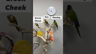 Difference Between Conures Green Cheek, Sun, And Nanday