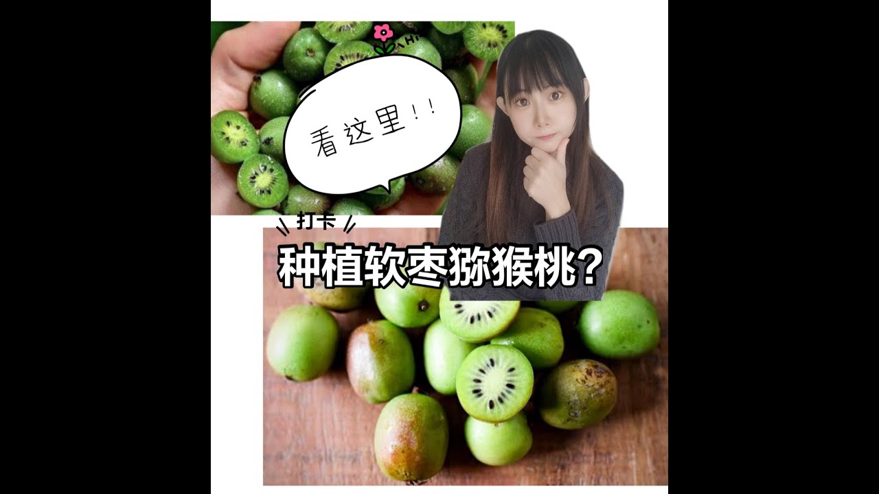 软枣猕猴桃/kiwiberry/伊赛软枣猕猴桃/猕猴桃种植/家种猕猴桃/issai kiwi/奇异莓/ - YouTube