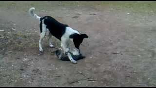 Adana Kedi Köpek Dostluğu