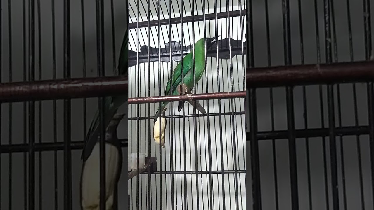 Cucak Ijo Rasa Jenggotan Youtube