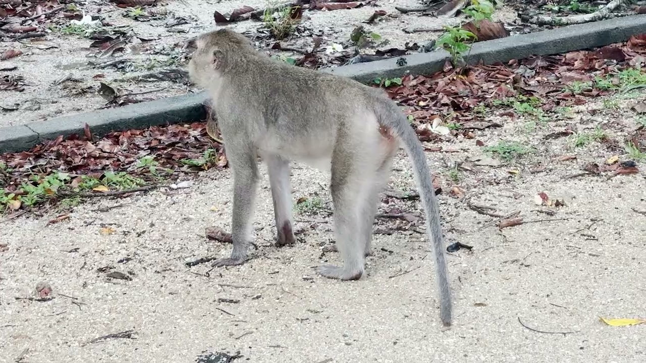 Lakeside Monkeys: Solving the Mystery Food Challenge! 