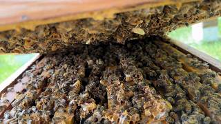 Flow Update - Building a Bee Business #116
