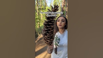 The largest Pinecones in the world - Sugar Pine Trees
