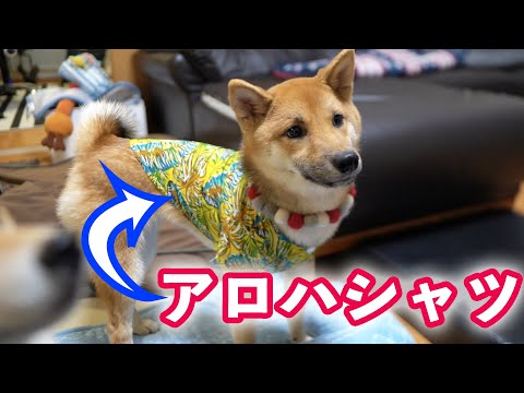 柴犬子犬がアロハシャツを着用するとメチャクチャ可愛かった件