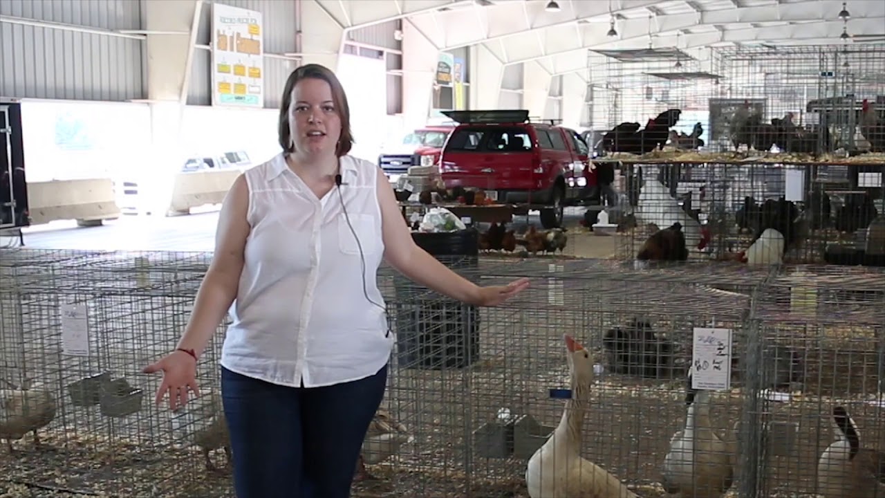 American Buff (Goose)