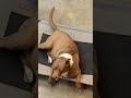 Sweet Ginger relaxing in the shop. #adorablerescues #furbaby