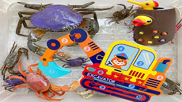 Kem Ốc Chanel đi bắt cá, cá cảnh siêu đẹp cho con mèo gặp con cua, ếch, nhộng sâu, quái vật, máy xúc