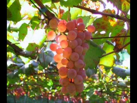 წინანდალი კახური მრავალჟამიერი