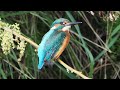Beautiful Birds Video No Music 4K Nature Relaxation Beautiful Birds Video No Music 4K Nature Relaxation