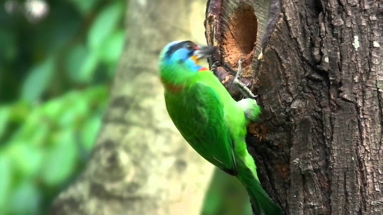 五色鳥_啄木_叫聲(Black-browed Barbet, nest and sound) 