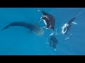 Maldives Whale Shark Encounter Hanifaru Bay ~ Dhondhooni WS499