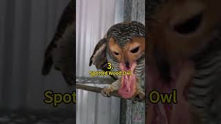 5 Owl Species With Various Faces 😲 | Crazy Facts | Amazing Facts | Cute Animal Facts