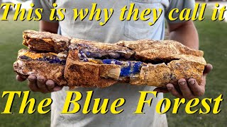 I Found a Petrified Log Coated in BLUE AGATE! Digging the Blue Forest for Incredible Petrified Wood!