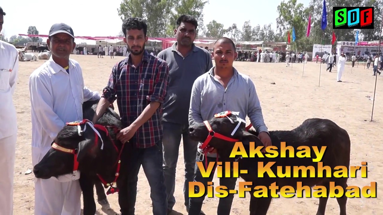 Super murrah calf at Kunger competition. Akshay. Village- Kungariya (Fatehabad)