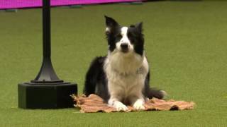 Marisol Rey en Crufts 2017 - Mundial de Freestyle - Inglaterra