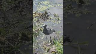 Taking A Bath In The Nile Water In Murchison Falls National Park Africa Archsafarisandtours