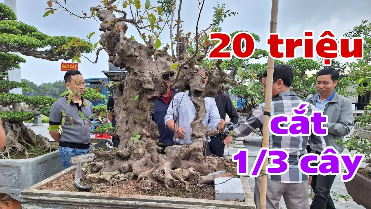 Chốt ✅ 20 triệu mua 1/ 3 cây, mua gì bán đấy - triển lãm Đền Trần 2026