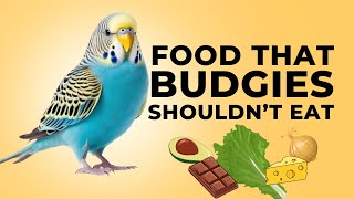 Foods that Budgies Shouldn’t Eat