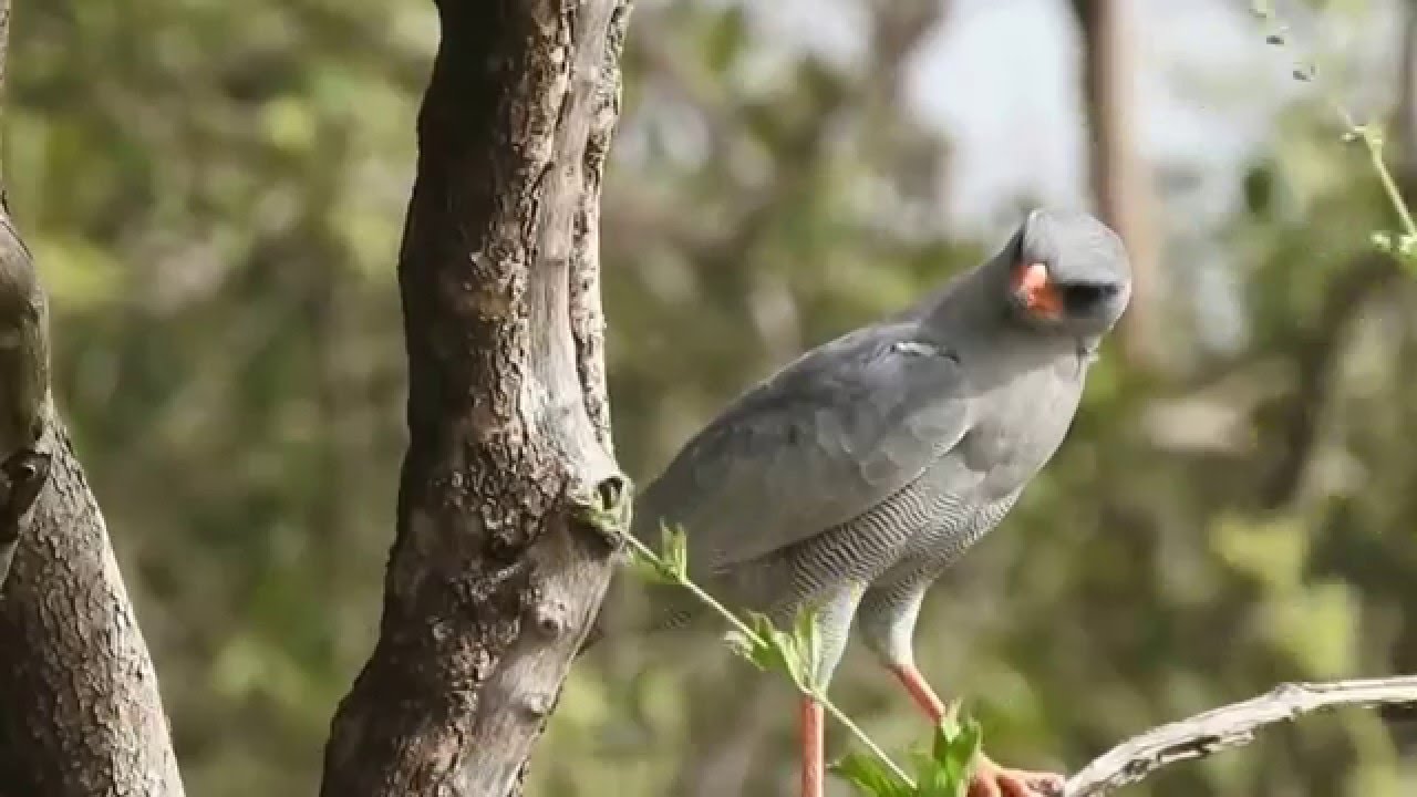Dark Chanting Goshawk 
