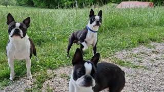 Three (3) Boston Terriers on 'Bring me the ball' session outside