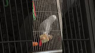 African Grey Bird Talk To Himself