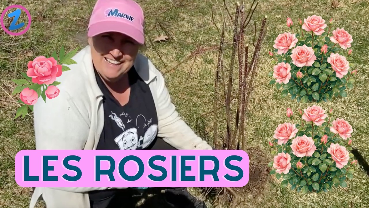 Les rosiers rustiques : comment les tailler? - capsule horticole