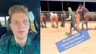 Horse Auction time ! and a private sale !