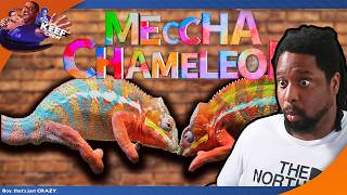 I played the game that sold 15,000,000 copies| MeccHa Chameleon