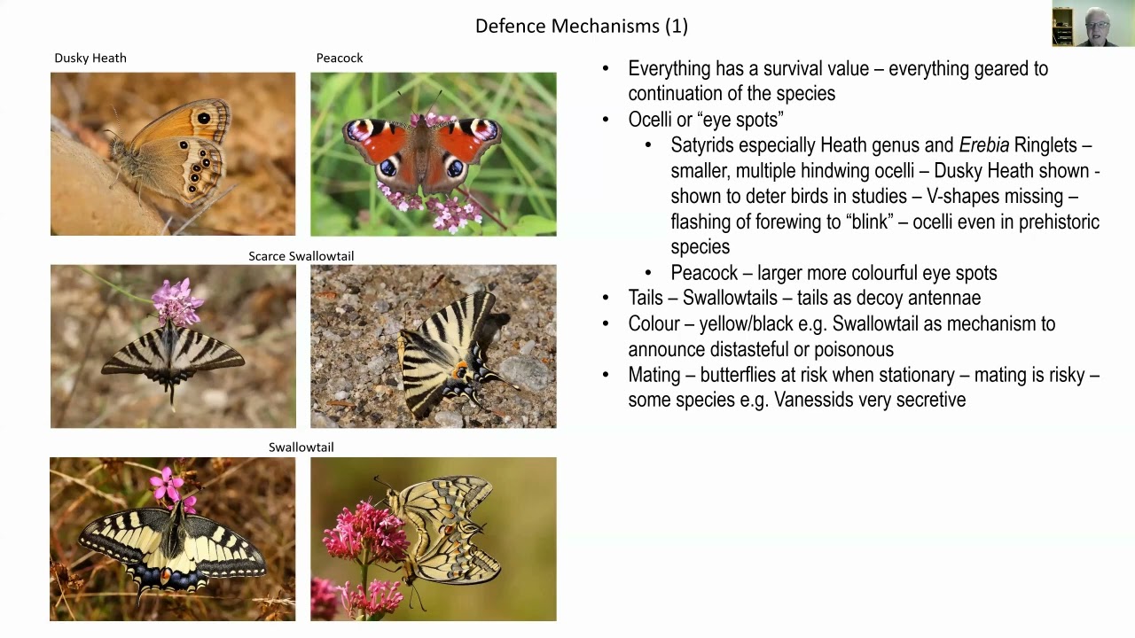 Butterfly Behaviour: what we know, what we think we know, and what we don’t know - Roger Gibbons