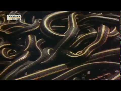 Deutsche Doku HD: Schlangen Überlebenskünstler der Natur