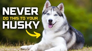 3 Things you should NEVER Do To A Siberian Husky!