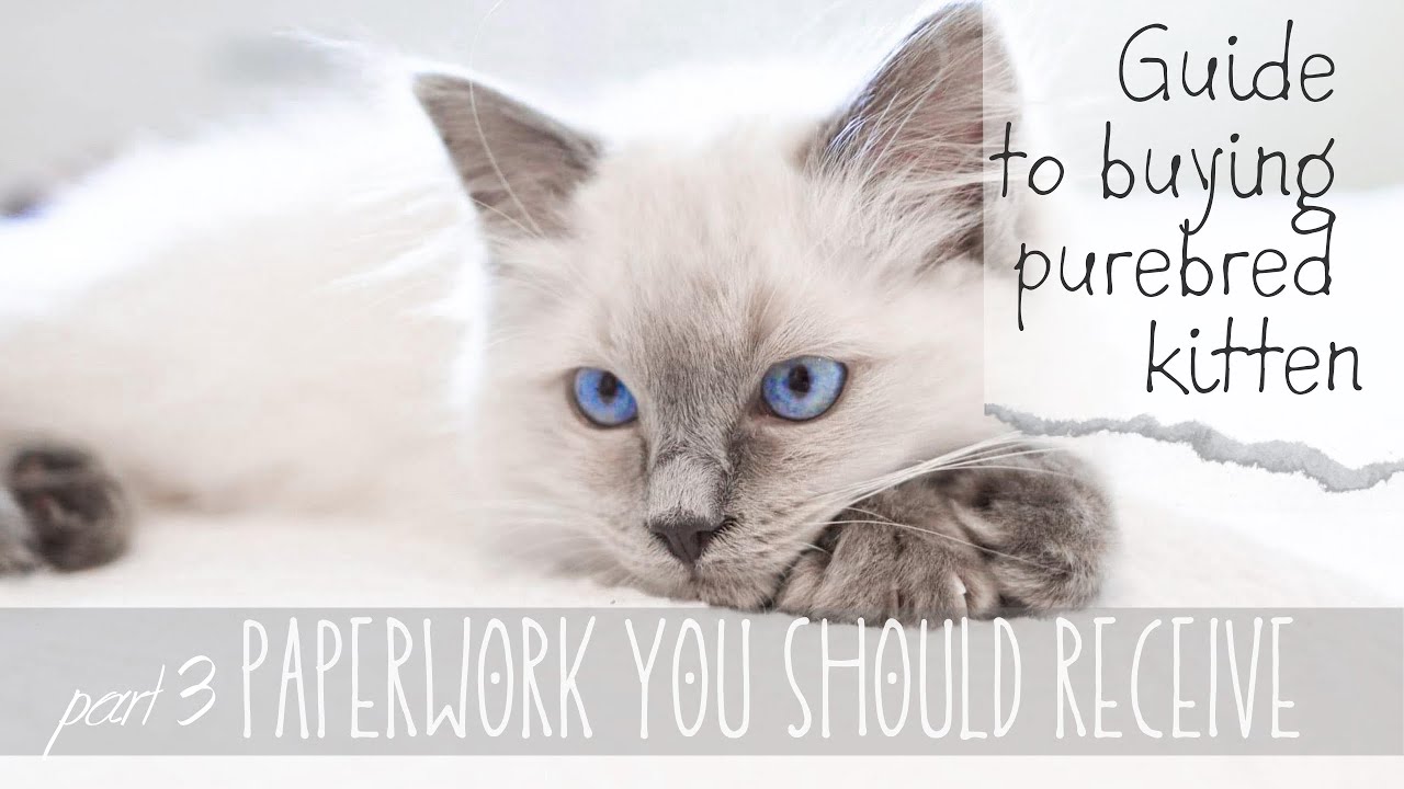 Pedigree and paperwork | 𝗣𝗮𝗿𝘁 3 𝗼𝗳 𝟯 Guide to buying purebred kitten | Pixie and Bluebell