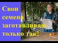 Как собирать семена томатов