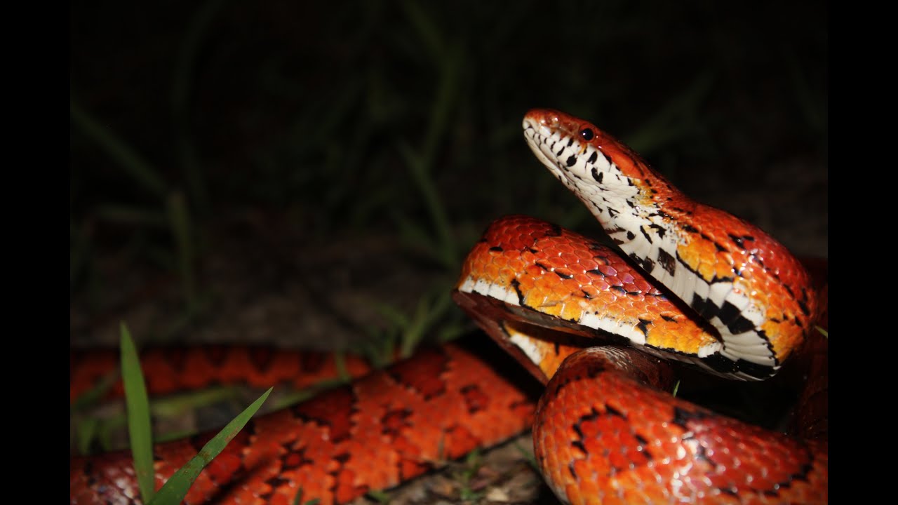 Summer Herping FL/GA 2025- Big Cornsnakes, Ratsnakes, Coral snake, Amphiuma and much more!