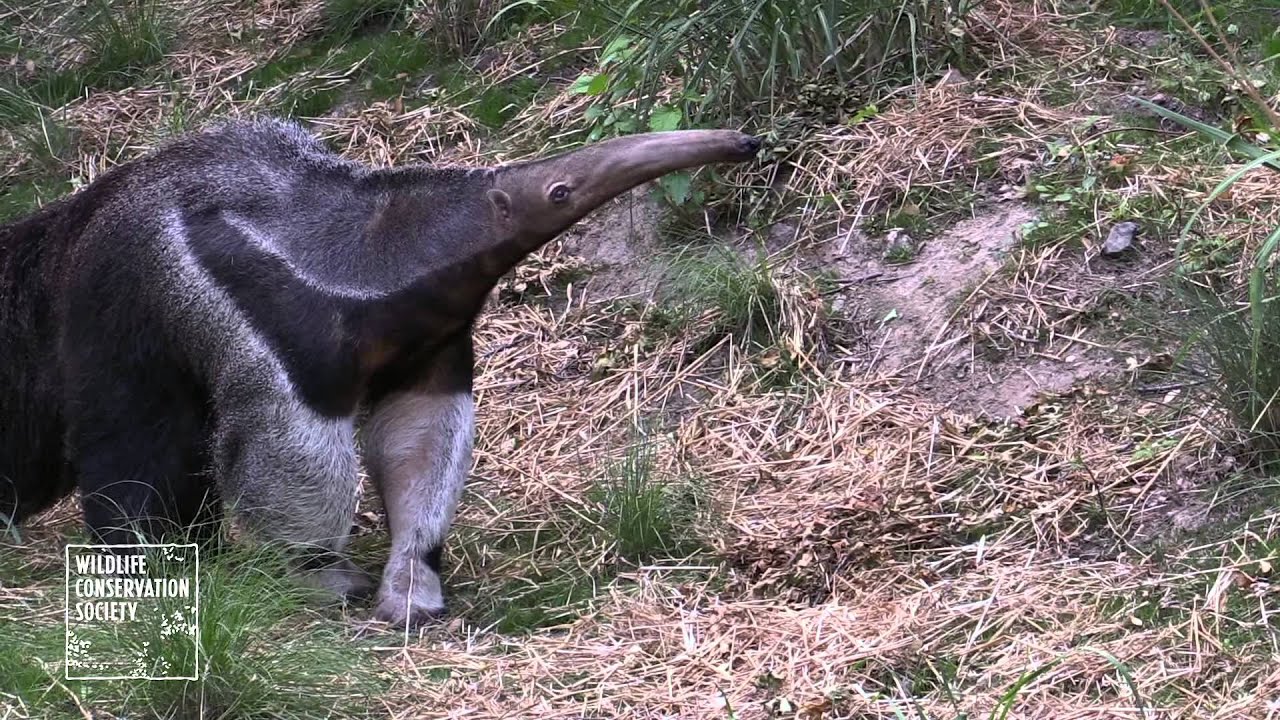 mongoose update Bronx Zoo Children's Zoo Reopening