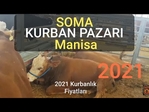 SOMA HAYVAN PAZARI
